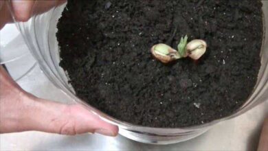 como plantar amendoins em casa