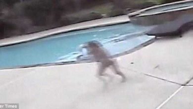 menina de 5 anos vê a mãe inanimada na piscina.