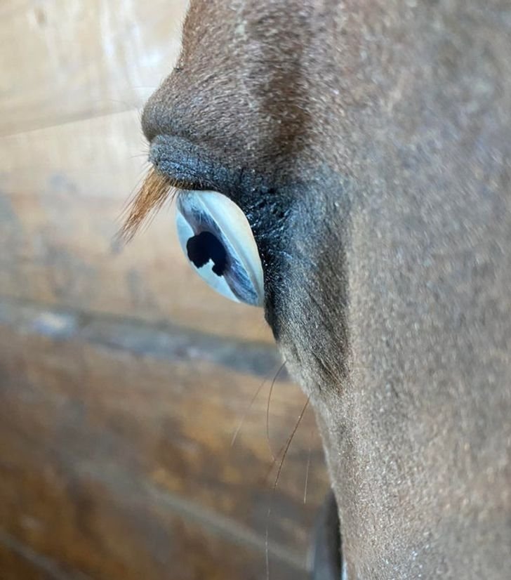 1648891508 281 17 fotos fantasticas que vao abrir seus olhos para os