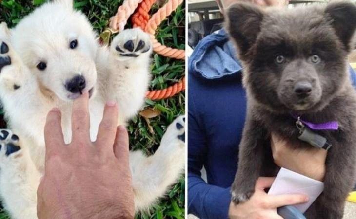 14 cães fofos que se parecem com bichos de pelúcia