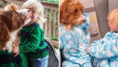 bebê e cão e combinam looks e inundam a internet