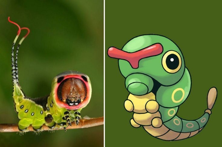 16 pokémons que existem na vida real