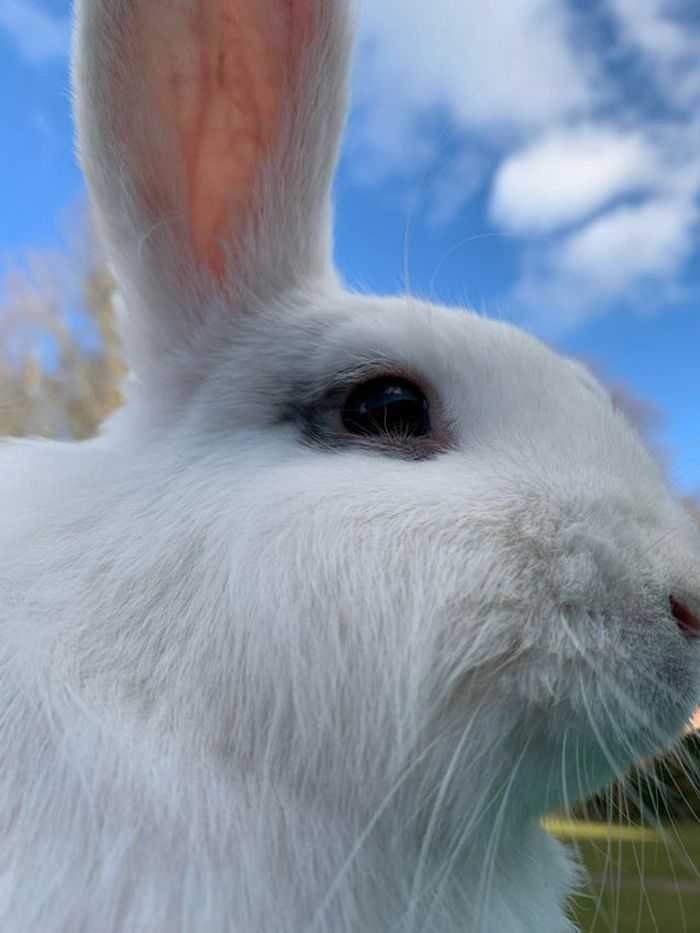 21 animais com características ou comportamentos que vai deixar você de boca aberta 20