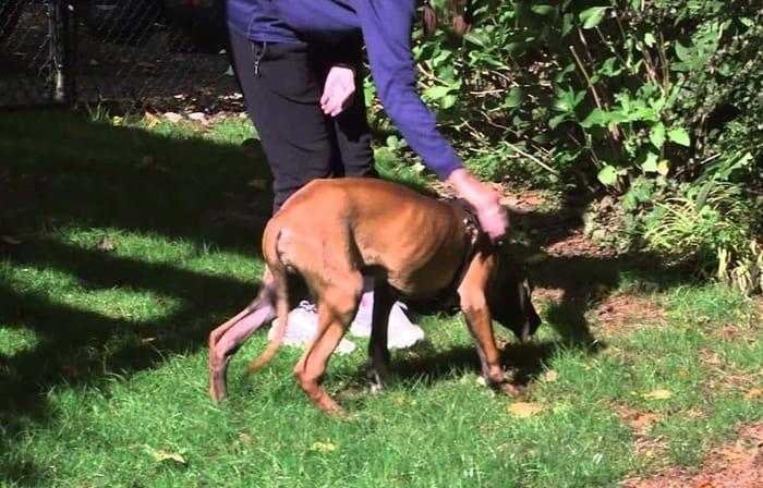 vídeo mostra cão que foi criado em jaula andando na