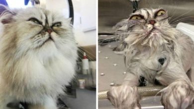 21 fotos reveladoras de animais antes e durante o banho