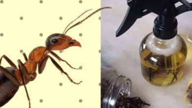 10 soluções caseira para acabar com as formigas da sua
