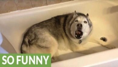 esta mulher grava seu cão na banheira. 10 segundos depois,