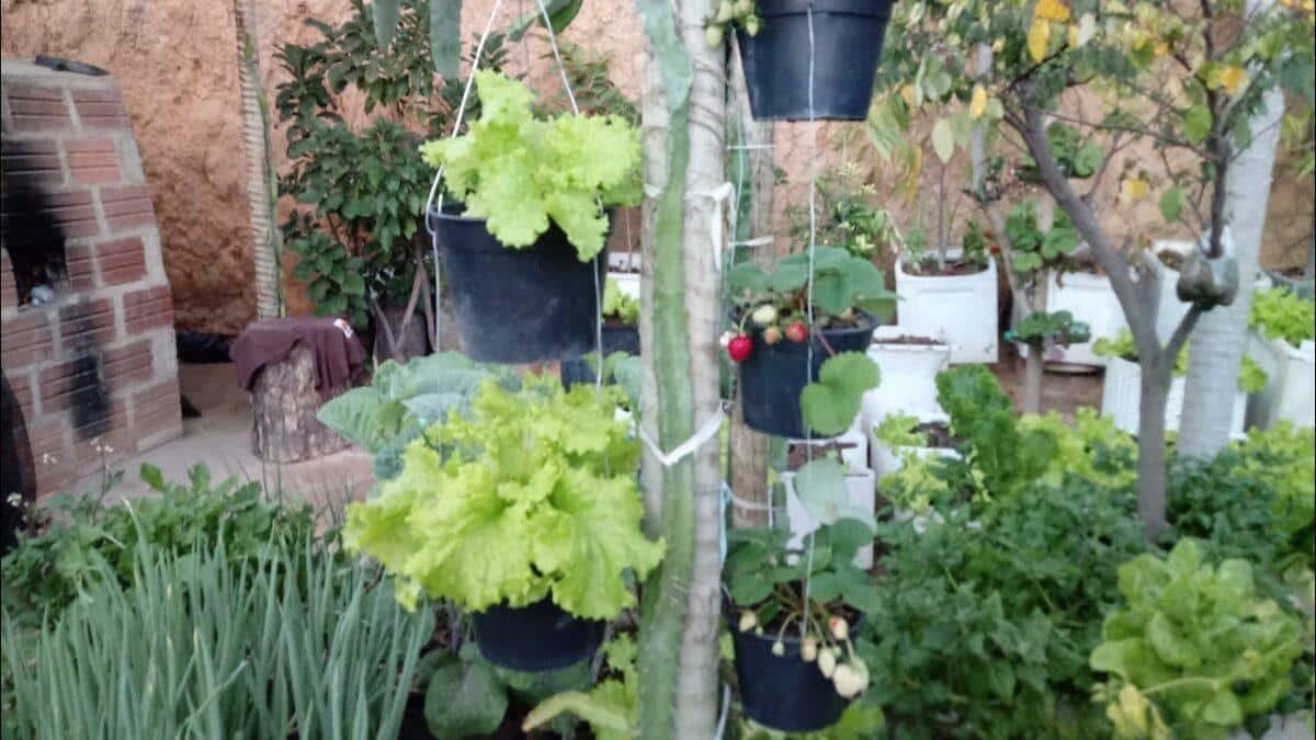 horta vertical para quem tem pouco espaço