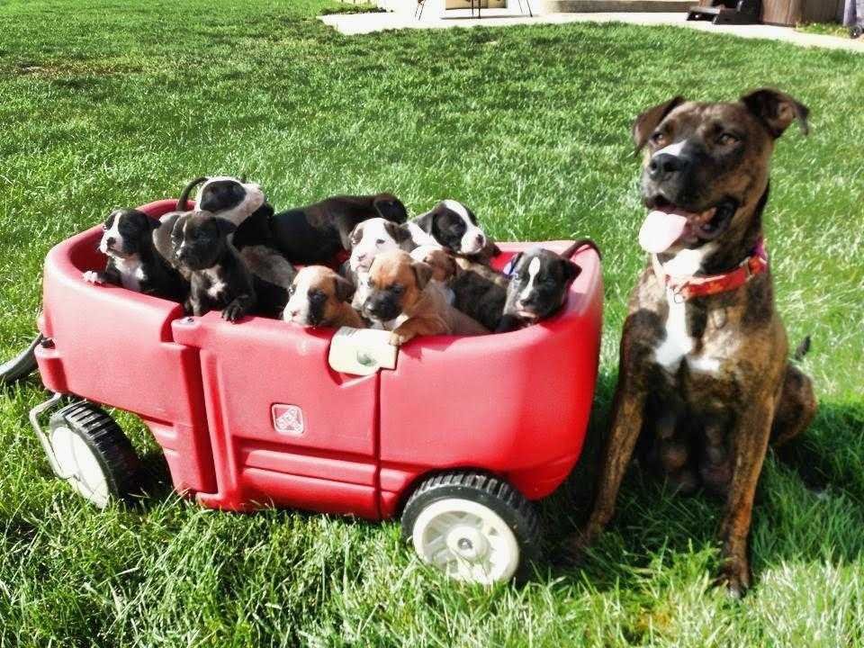 pit bull grávida recusa dar à luz seus filhotes. a