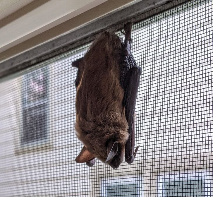 1649124552 90 Fotos fascinantes que provam que a Mae Natureza ainda pode