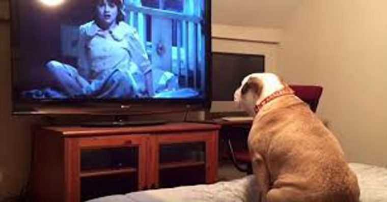 Reação de Bulldog assistindo filme de terror é hilaria