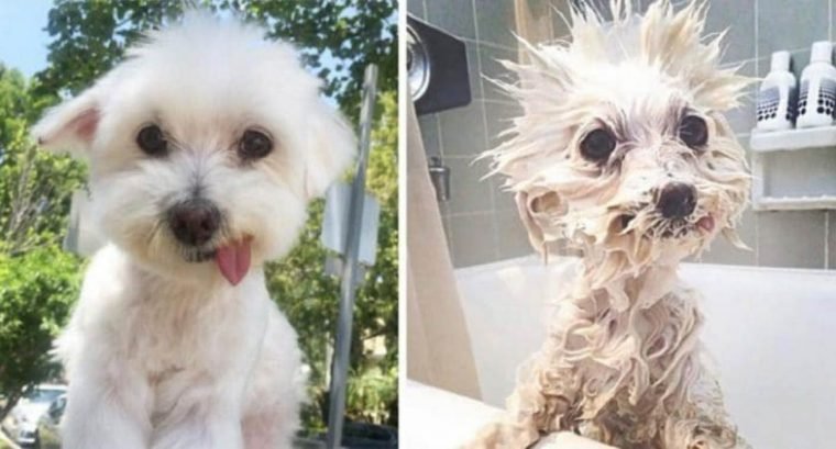 1515430204 613 15 imagens divertidas de caes antes e depois do banho