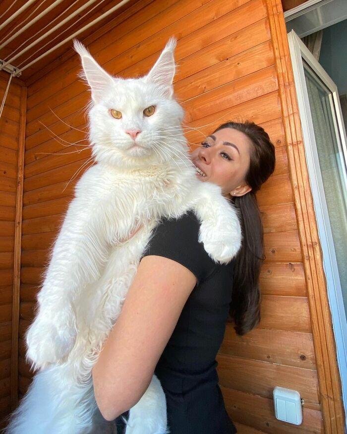 1741025246 894 Gato gigante esta viralizando na internet e se aproxima dos