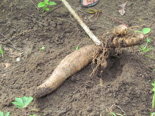 Como plantar macaxeira passo a passo