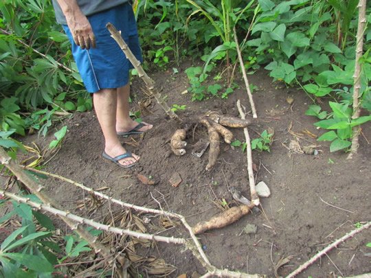 Como plantar macaxeira passo a passo