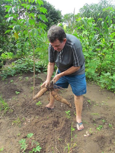 Como plantar macaxeira passo a passo