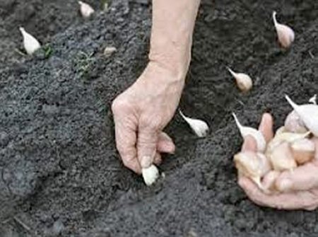 Como plantar alho passo a passo