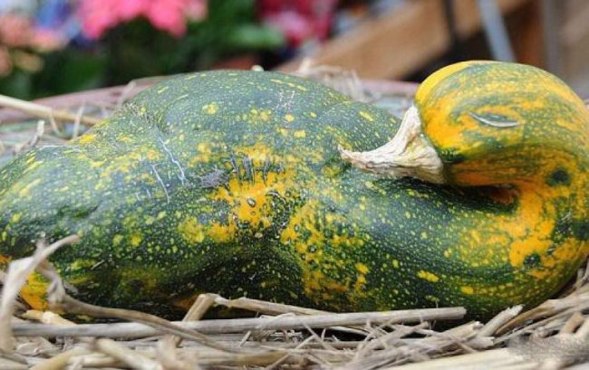 20 frutas e legumes que parecem outra coisa