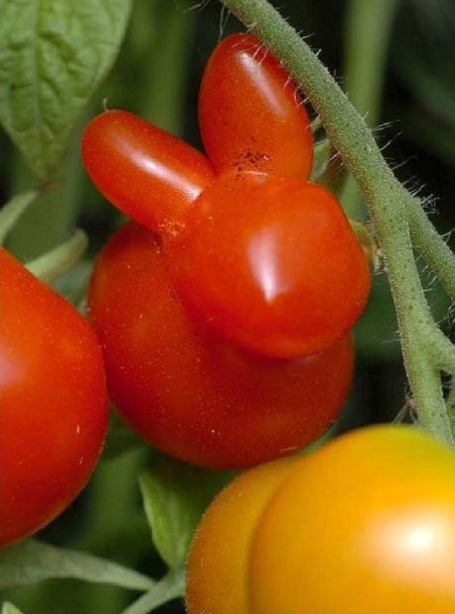 20 frutas e legumes que parecem outra coisa