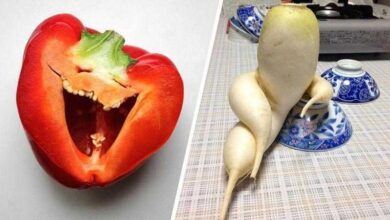 20 Legumes e frutas que parecem algo bem diferente — Bau das DICAS