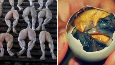 12 Pratos bizarros que você não gostaria de experimentar — Bau das DICAS