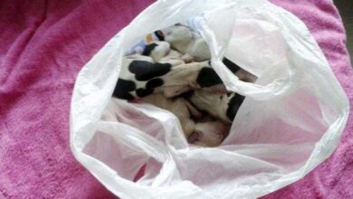Cão se recusa a deixar saco. Quando um homem abriu a bolsa? Que horror!! — Bau das DICAS