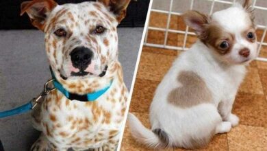 14 Cães que só podem ter sido desenhados pela mãe natureza — Bau das DICAS