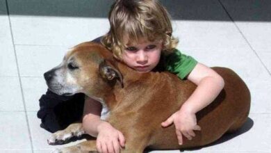 Veterinário sedou cão com câncer – as últimas palavras do menino comove o mundo — Bau das DICAS