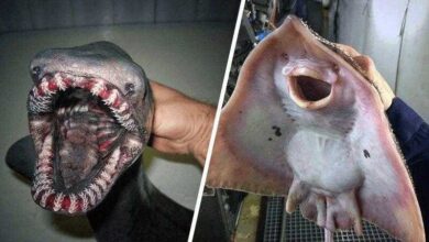 14 Criaturas BIZARRAS capturadas por pescadores russos — Bau das DICAS