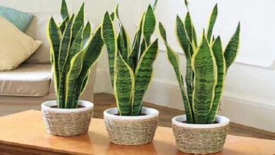 5 Plantas para ficar no seu quarto e ajudar você a dormir melhor — Bau das DICAS