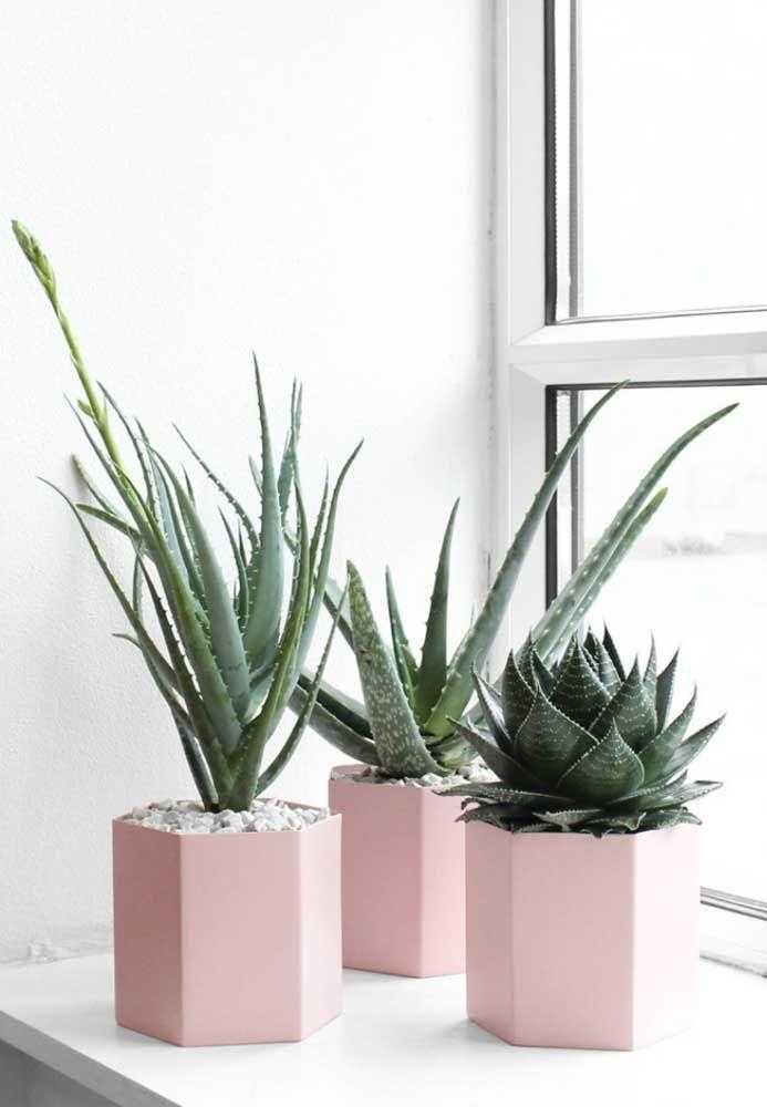 5 plantas para ficar no seu quarto e ajudar você a dormir melhor 1