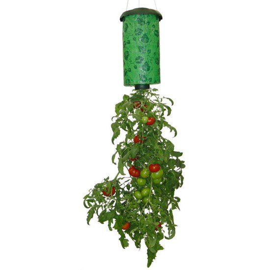 topsy-turvy-tomato_2