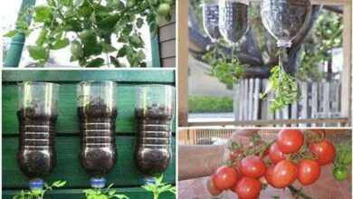 Como plantar tomate em garrafa pet — Bau das DICAS