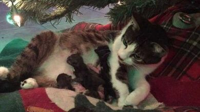 Gata grávida tem seus filhotes sob a árvore de natal da família — Bau das DICAS