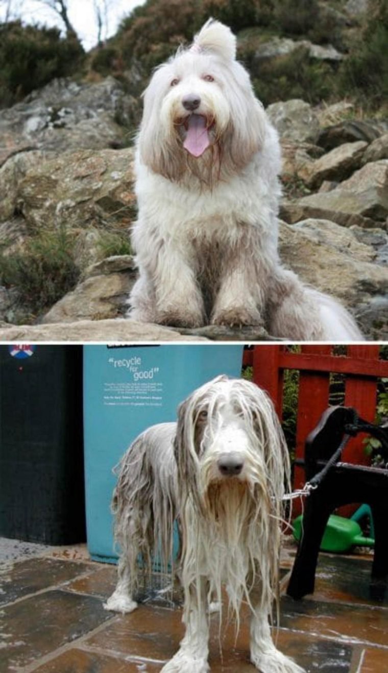 1515430205 790 15 imagens divertidas de caes antes e depois do banho