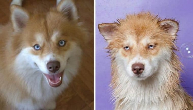 1515430204 146 15 imagens divertidas de caes antes e depois do banho