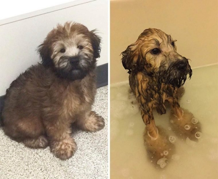 1515430205 250 15 imagens divertidas de caes antes e depois do banho