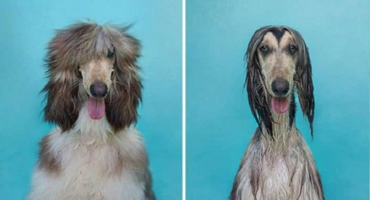 1515430204 477 15 imagens divertidas de caes antes e depois do banho