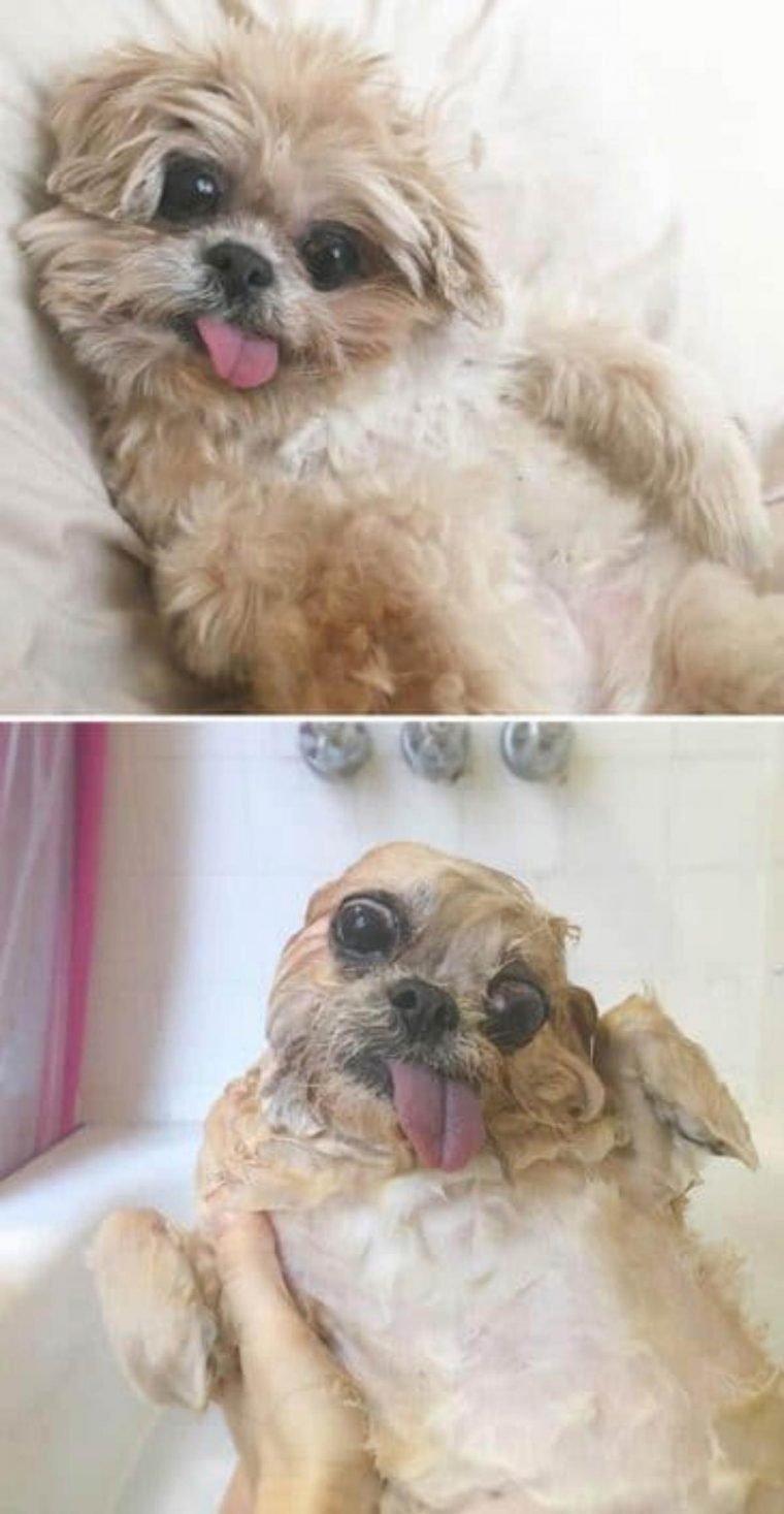 1515430205 106 15 imagens divertidas de caes antes e depois do banho