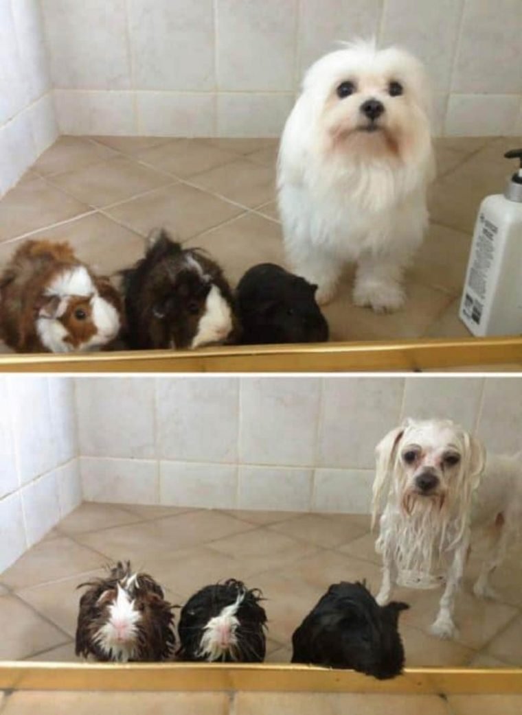 1515430205 544 15 imagens divertidas de caes antes e depois do banho