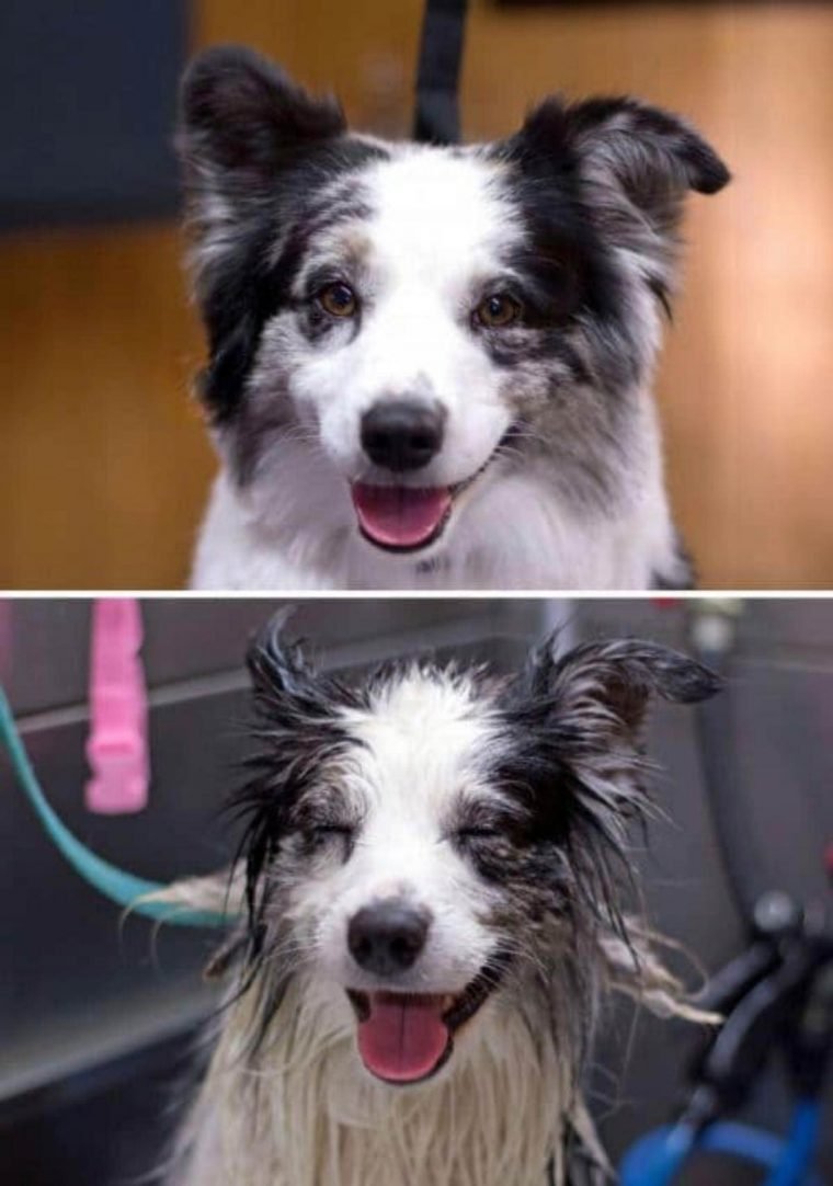 1515430205 426 15 imagens divertidas de caes antes e depois do banho
