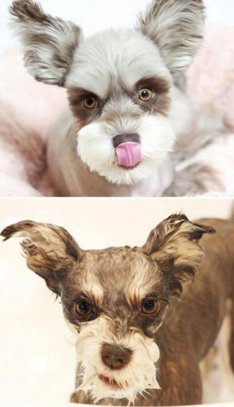 1515430205 927 15 imagens divertidas de caes antes e depois do banho