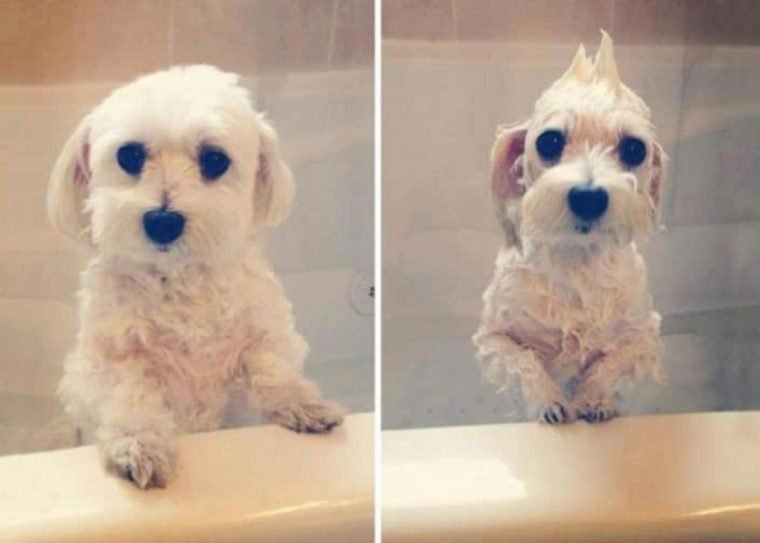 1515430204 597 15 imagens divertidas de caes antes e depois do banho