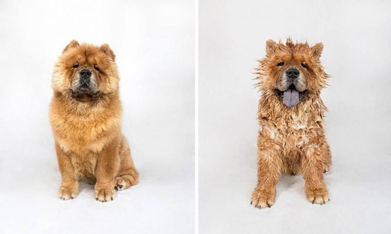 1515430204 628 15 imagens divertidas de caes antes e depois do banho