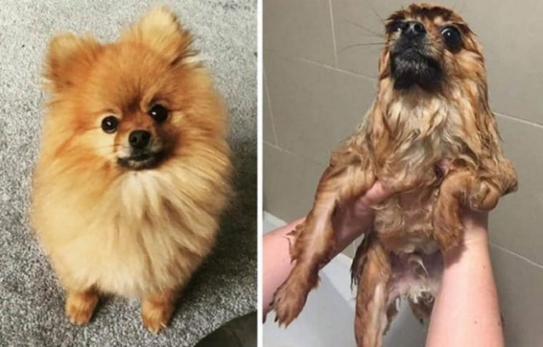 1515430204 539 15 imagens divertidas de caes antes e depois do banho