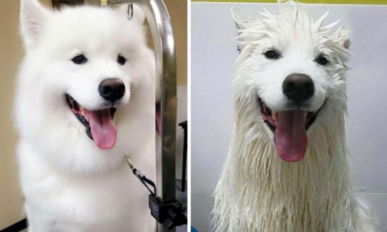 1515430204 348 15 imagens divertidas de caes antes e depois do banho