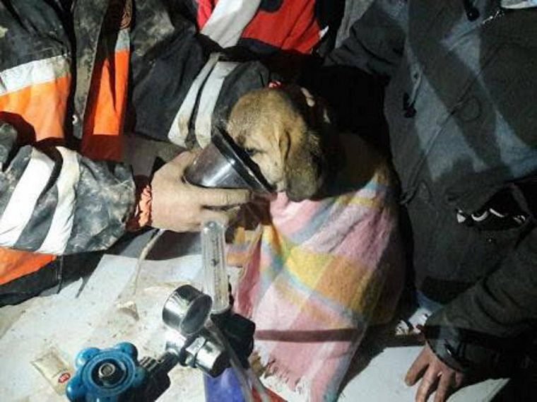 1513876886 199 depois de ouvir gemidos por 11 dias retiraram um filhote de cachorro de um poco de 70 metros
