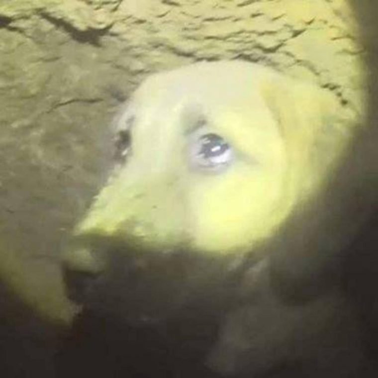 1513876886 634 depois de ouvir gemidos por 11 dias retiraram um filhote de cachorro de um poco de 70 metros