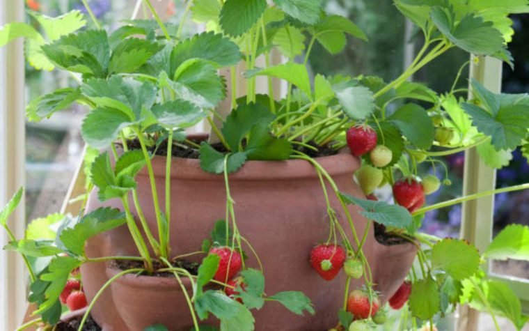 1497111862 901 9 formas diferentes de cultivar morangos em sua casa