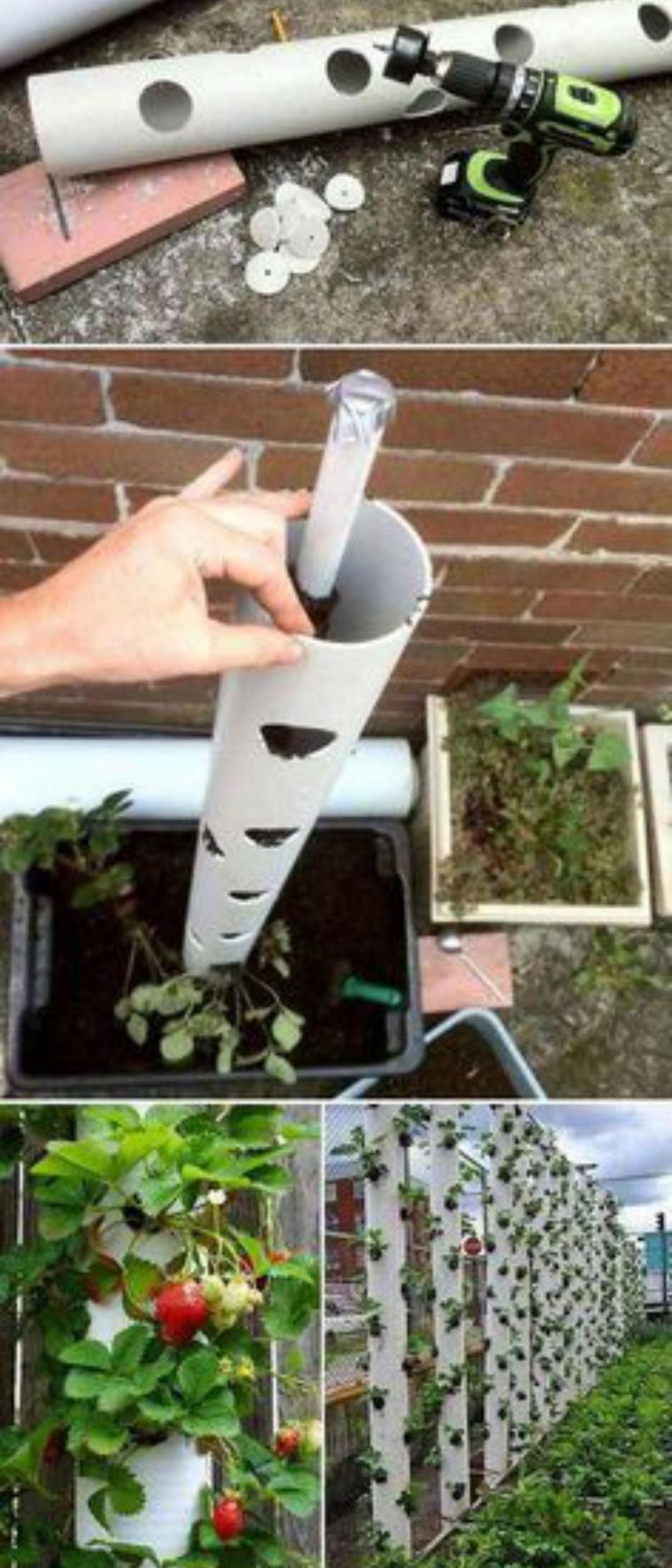 1497111865 477 9 formas diferentes de cultivar morangos em sua casa